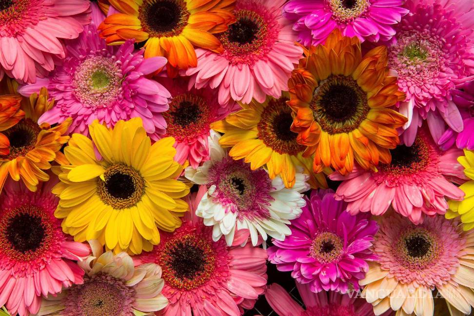 $!Día de San Valentín: Qué significan los colores y el tipo de las flores para regalar el 14 de febrero