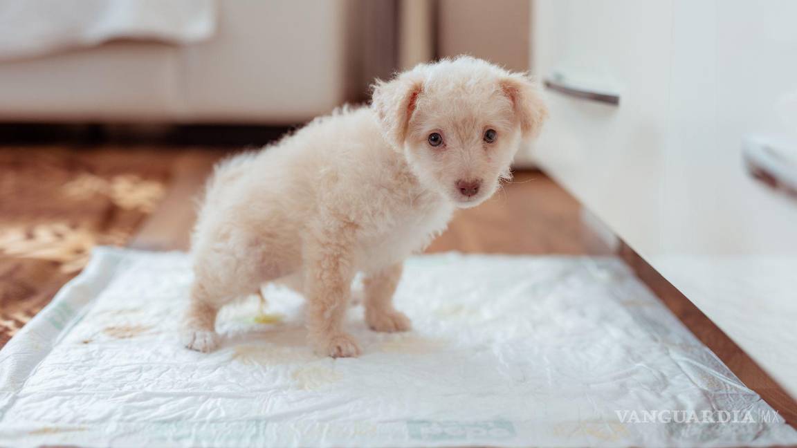 $!La reacción entre la urea en la orina y el cloro forma compuestos peligrosos, causando irritación en ojos, garganta y pulmones.
