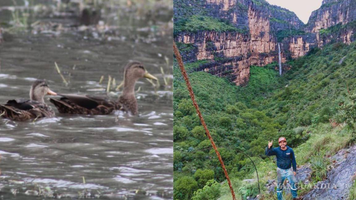 Primer frente frío atrae patos a la colonia Brisas de Saltillo y deja una cascada ‘efímera’ en la Sierra de Zapalinamé