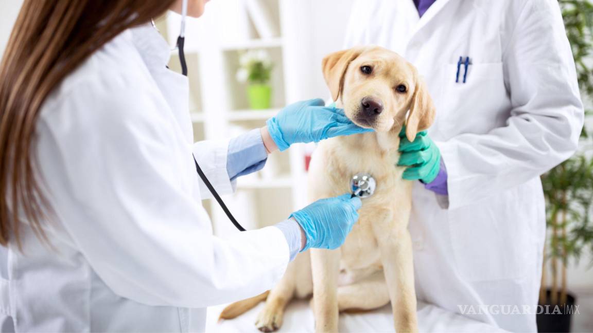 En Saltillo más perros son esterilizados que sacrificados; incrementó el número de adopciones