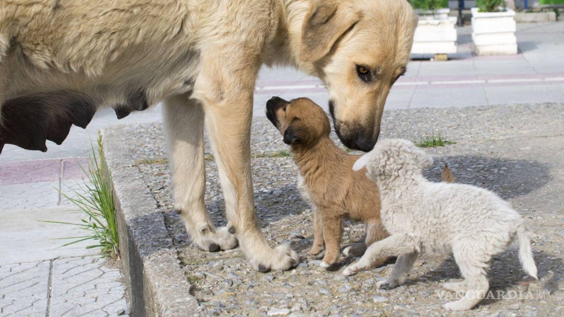 Saltillenses usan el Cañón de San Lorenzo como tiradero de perritos callejeros; Municipio invita a adoptar