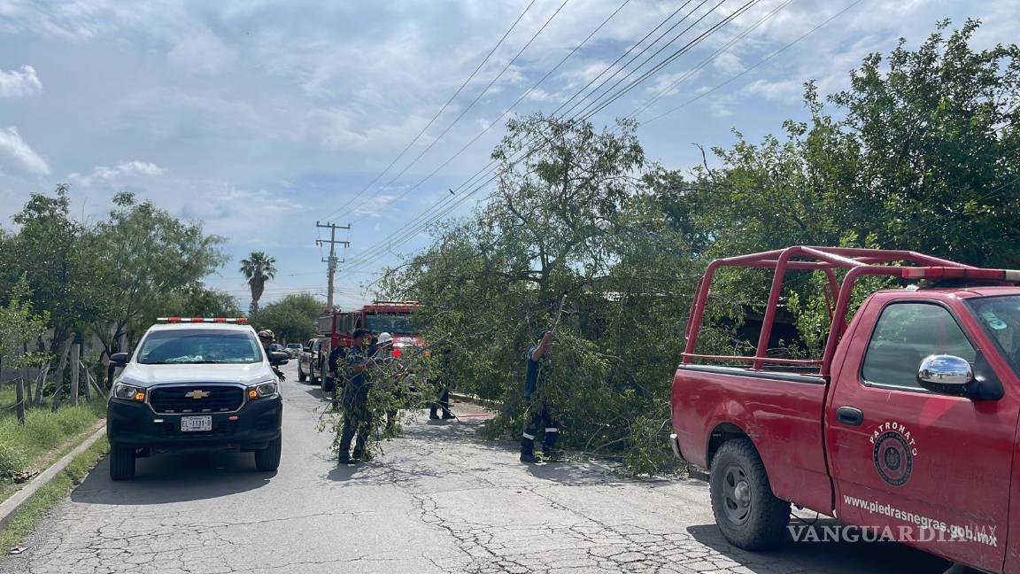 Ráfagas de hasta 120 km/h azotan Piedras Negras; árboles, postes y techumbre lo sufren