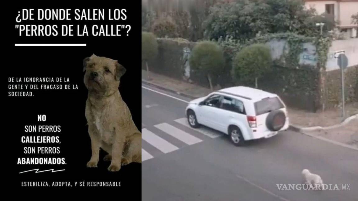 Coahuila: ‘no son perros callejeros, son perros abandonados’; exhiben en redes sociales casos de desamparo (Video)
