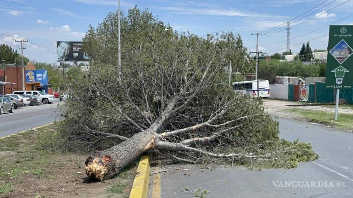 $!El árbol quedó en medio del camellón e invadiendo un carril de la calle.
