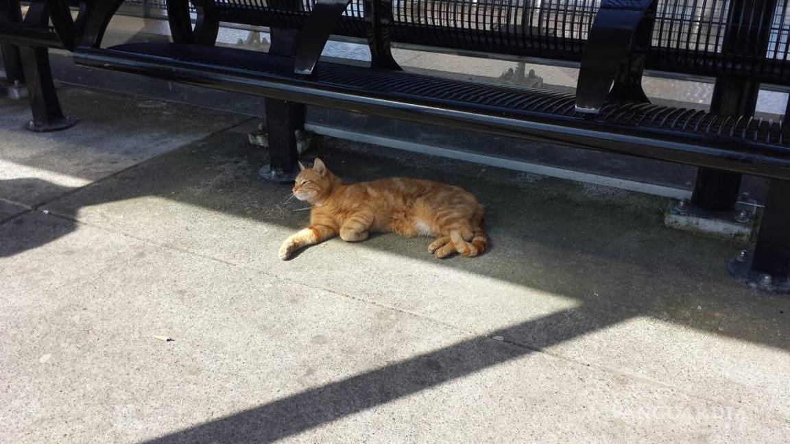 $!El banco debajo del cual solía sentarse el gato también se ha llenado de flores y peluches en recuerdo al animal