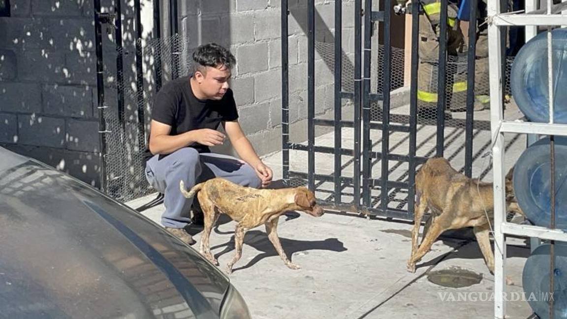 $!Los canes serían llevados al veterinario.