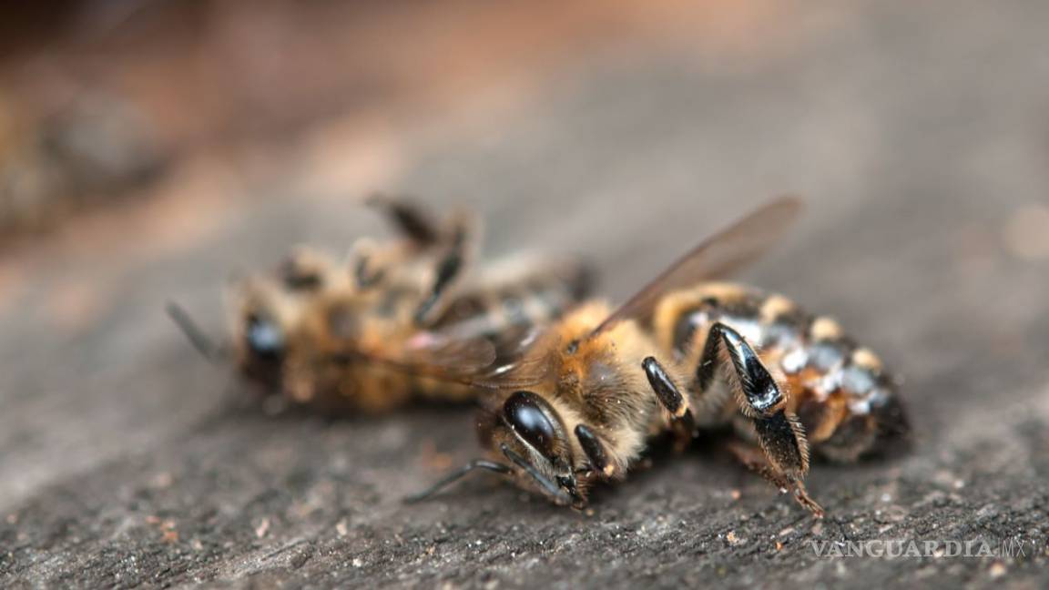 Mueren millones de abejas en Quintana Roo por fumigación con químico tóxico