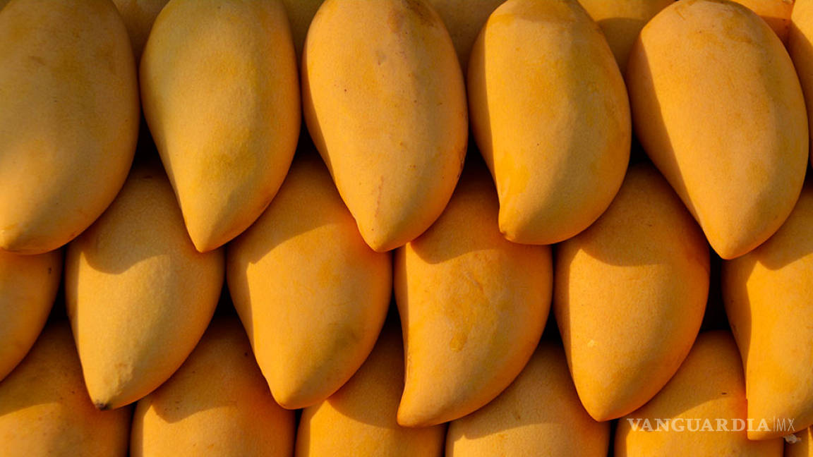La cáscara de mango es antibacterial y cicatrizante, descubre investigadora del IPN