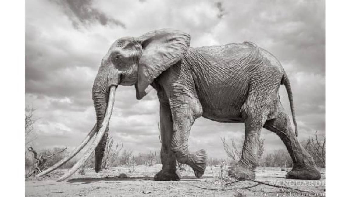 Capturan increíbles imágenes de la Reina de los Elefantes en Kenia