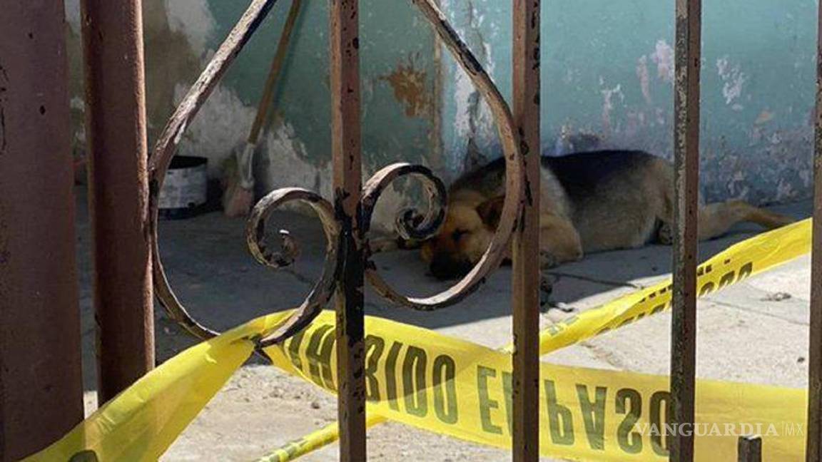 $!El perrito está bien y que por el momento se encuentra en un albergue “de toda la confianza”