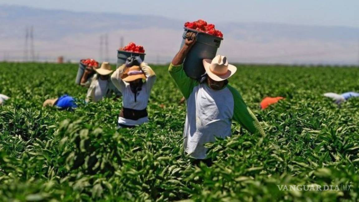 Detectan en Canadá a 19 trabajadores agrícolas mexicanos con COVID-19