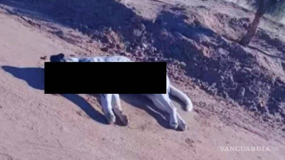 Denuncian que al menos 40 perros fueron envenenados en Caborca, Sonora