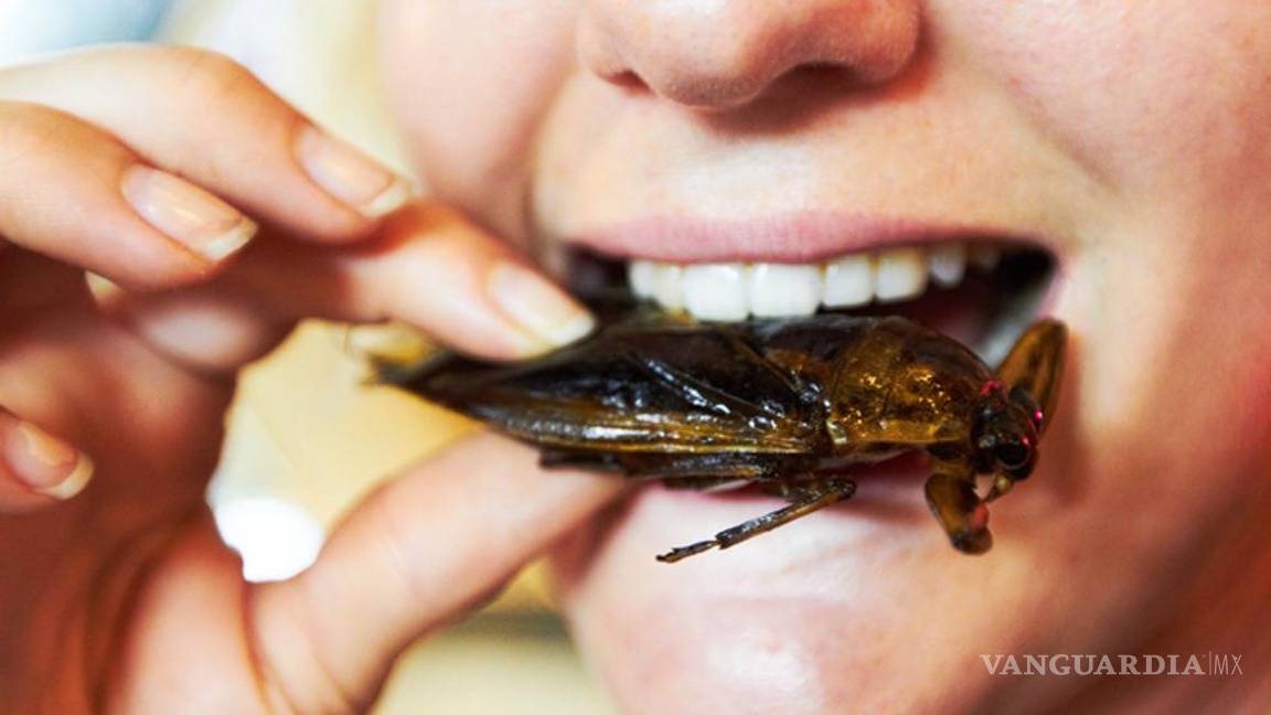 $!Sí, tú comes insectos sin saberlo... ¿sabes cuántos insectos comemos al año?