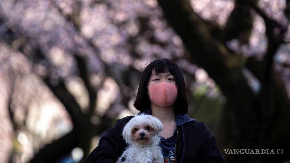 Dos perros dan positivo por coronavirus en Japón