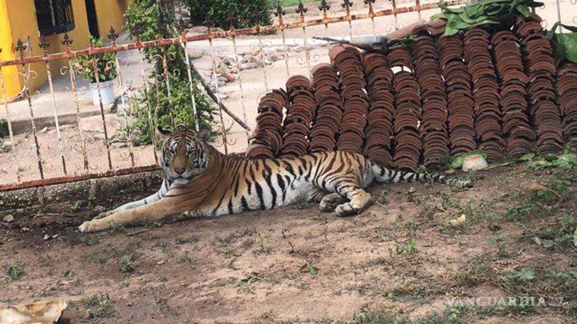 $!La misma situación de violencia ha impedido que se concrete el rescate de la tigresa, que no ha sido alimentada
