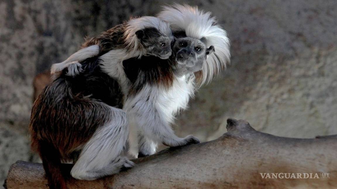 Tenemos las fotos del simpático mono Tití que nació en un zoológico de Guadalajara