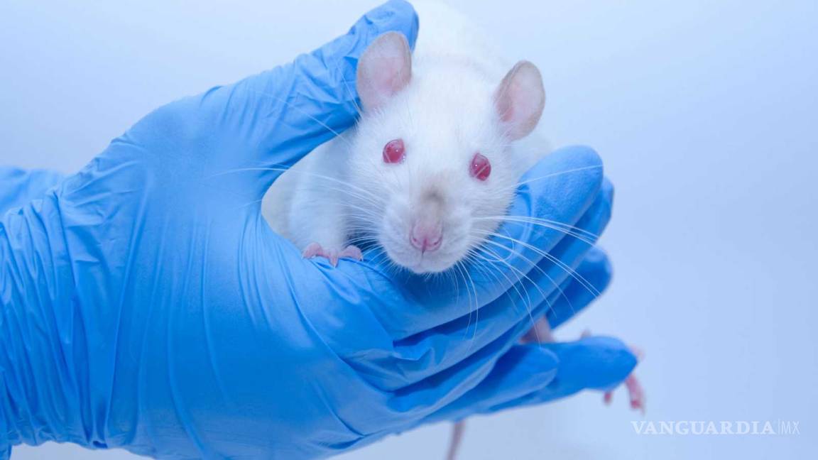¡Excelente avance médico!, por primera vez logran en ratones la desaparición del cáncer de páncreas