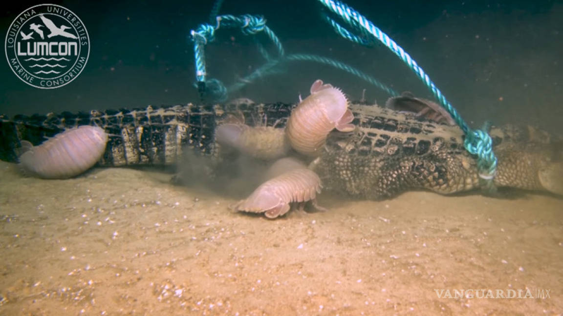 Isópodos gigantes devoran caimán en un experimento (video)