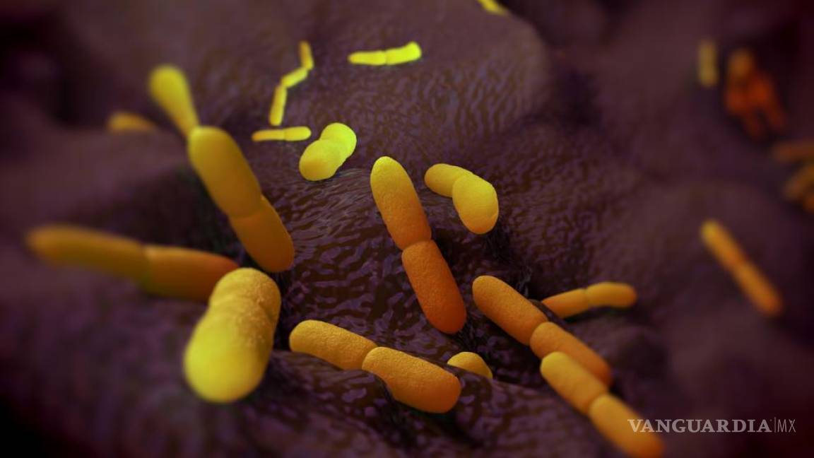 Detectan el primer caso de peste negra en California en cinco años