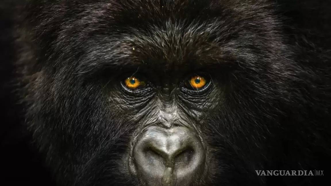 Una mirada de gorila gana el concurso de fotografía de viaje National Geographic 2019, conoce a los ganadores