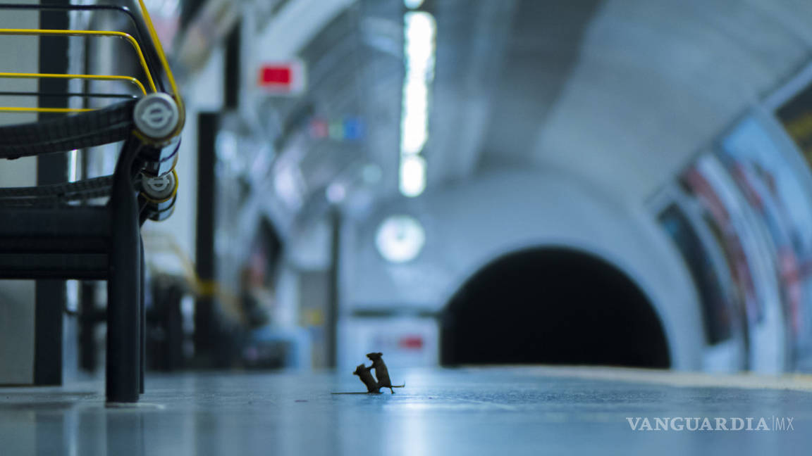 Premian impactante fotografía de dos ratones que luchan por unas migas en el metro de Londres
