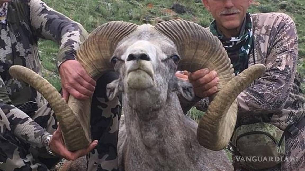 $!Cazador primero mató a famoso león ahora a carnero salvaje protegido