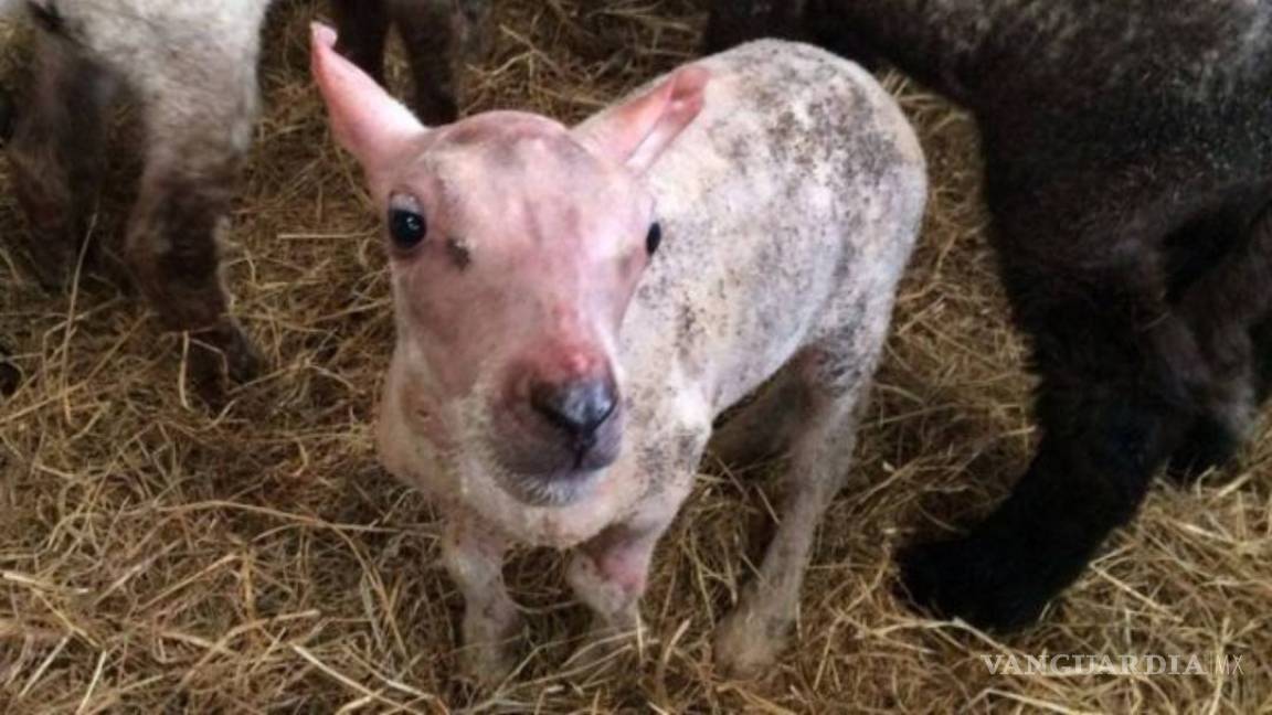 Cordero nacido sin lana recibe un abrigo en Reino Unido