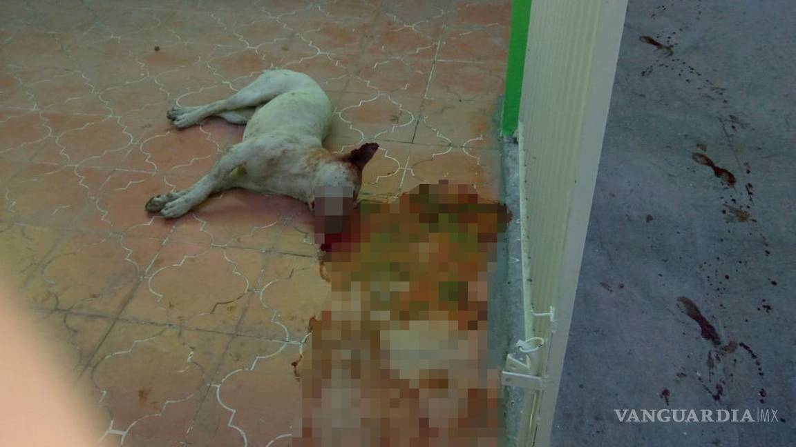 $!Ataca pitbull a mujer y le arranca parte de la pierna; vecinos matan al perro, en Saltillo