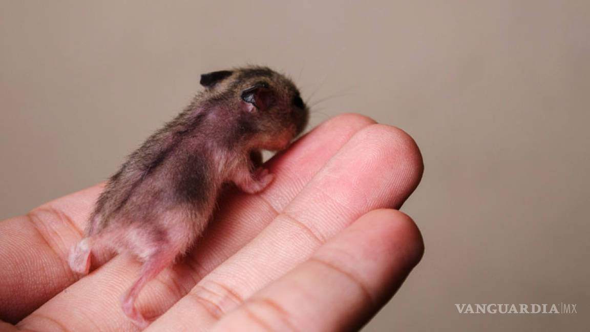 $!Logran que dos ratonas tengan crías, rompiendo reglas de la reproducción
