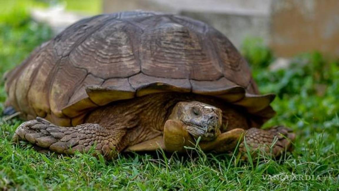 Muere Alagba, la tortuga más vieja de África... ¡tenía 344 años de edad!