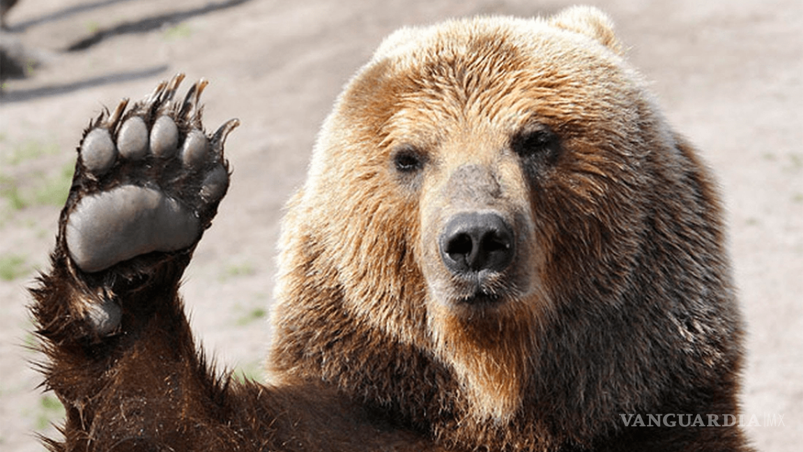 Coahuila; reportan 54 avistamientos de osos en 2021