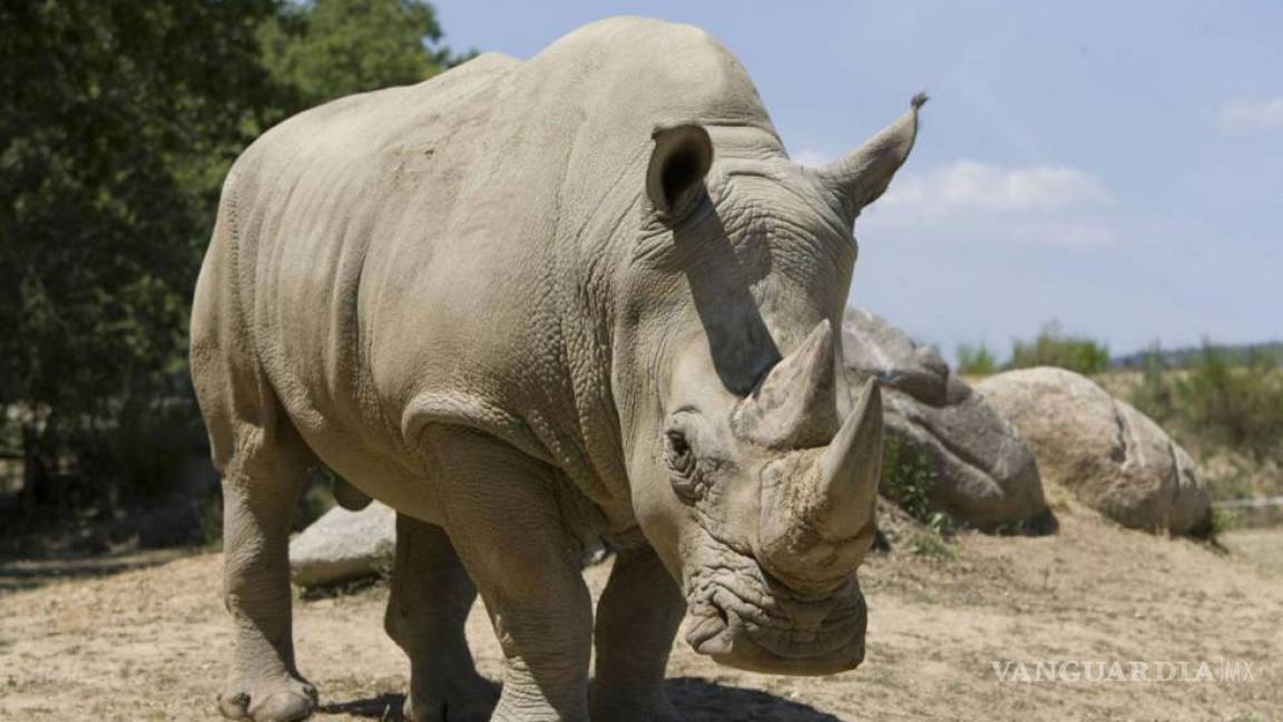 Florece comercio ilegal de cuernos de rinoceronte en China
