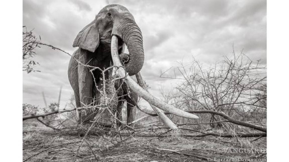 $!Capturan increíbles imágenes de la Reina de los Elefantes en Kenia
