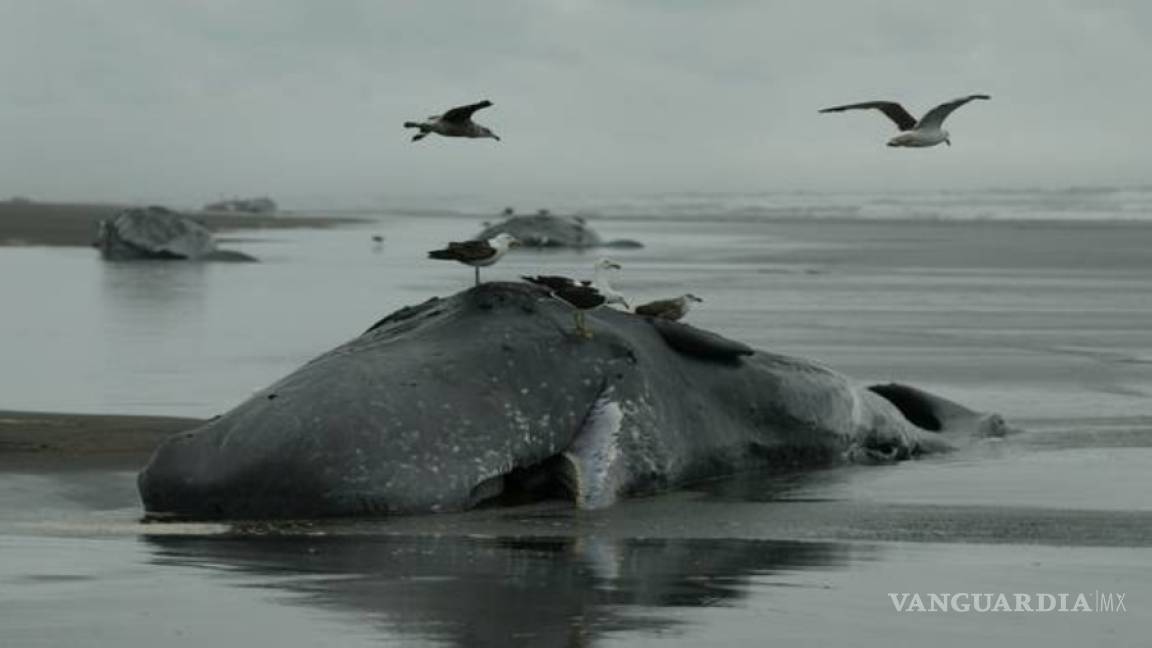 Muerte de 12 cachalotes en Nueva Zelanda deja perplejos a expertos