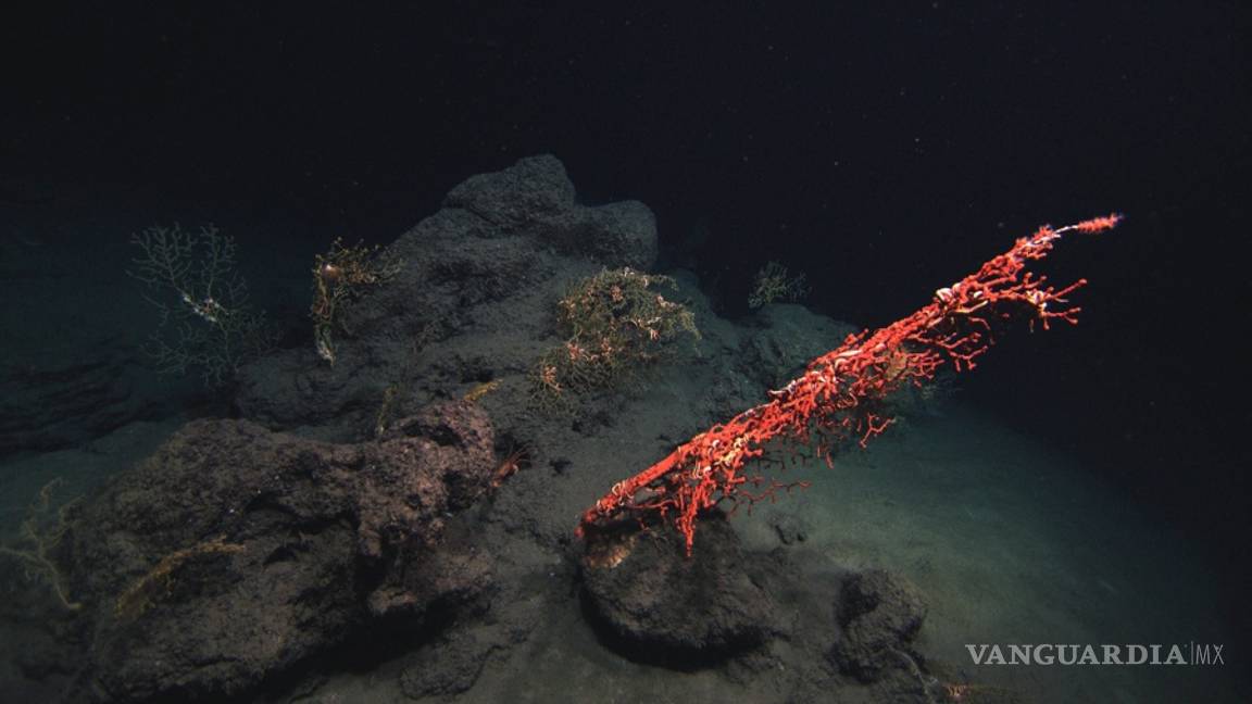 $!A 10 años de la explosión de la plataforma Deepwater Horizon la vida silvestre del Golfo de México sigue siendo afectada