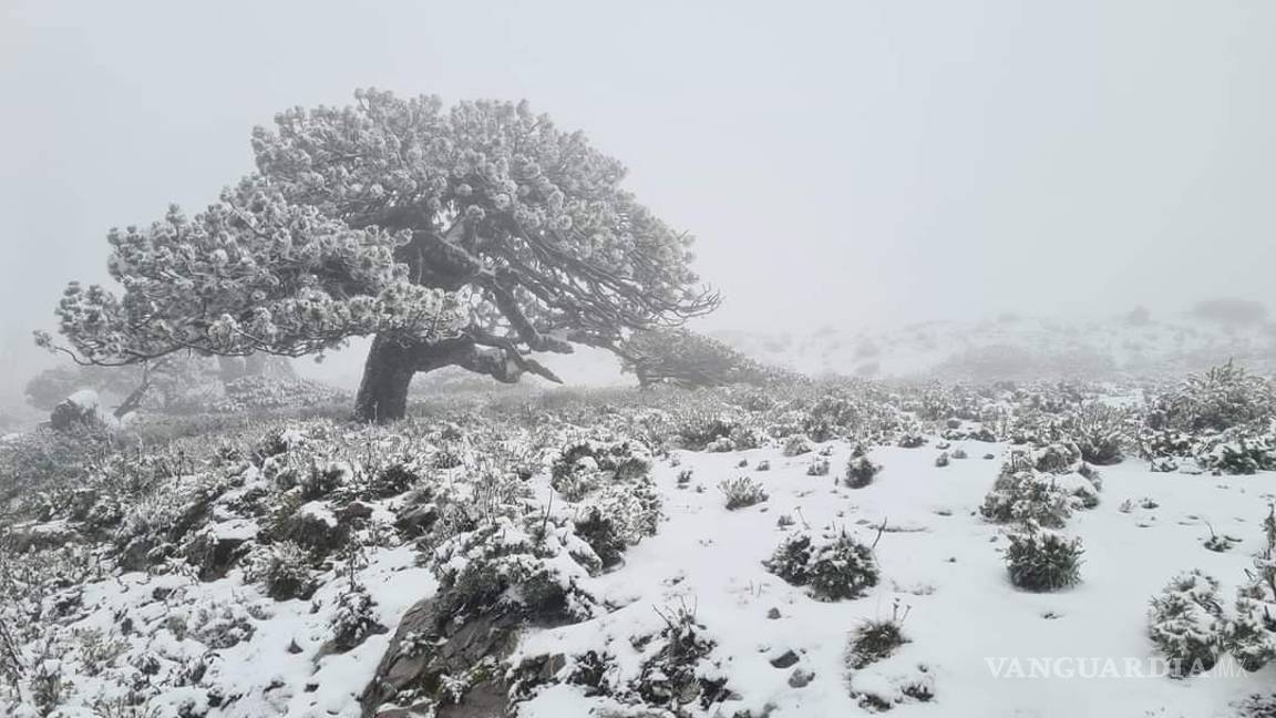$!Otra vez sur de Nuevo León se tiñe de blanco por caída de aguanieve