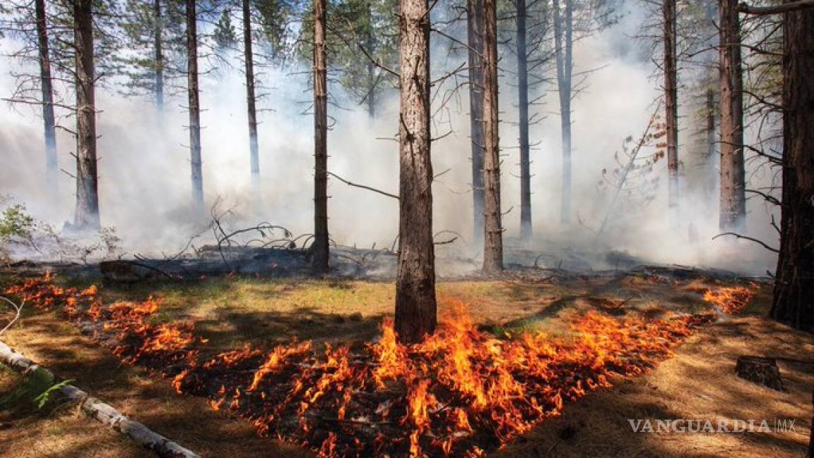 Desalojan a más de 4 mil por incendio forestal en California