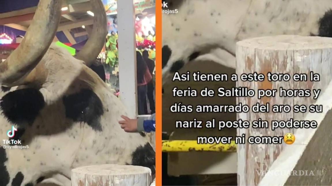 ‘Está llorando’: denuncian maltrato animal en Feria de Saltillo; toro es amarrado de su nariz a poste (video)