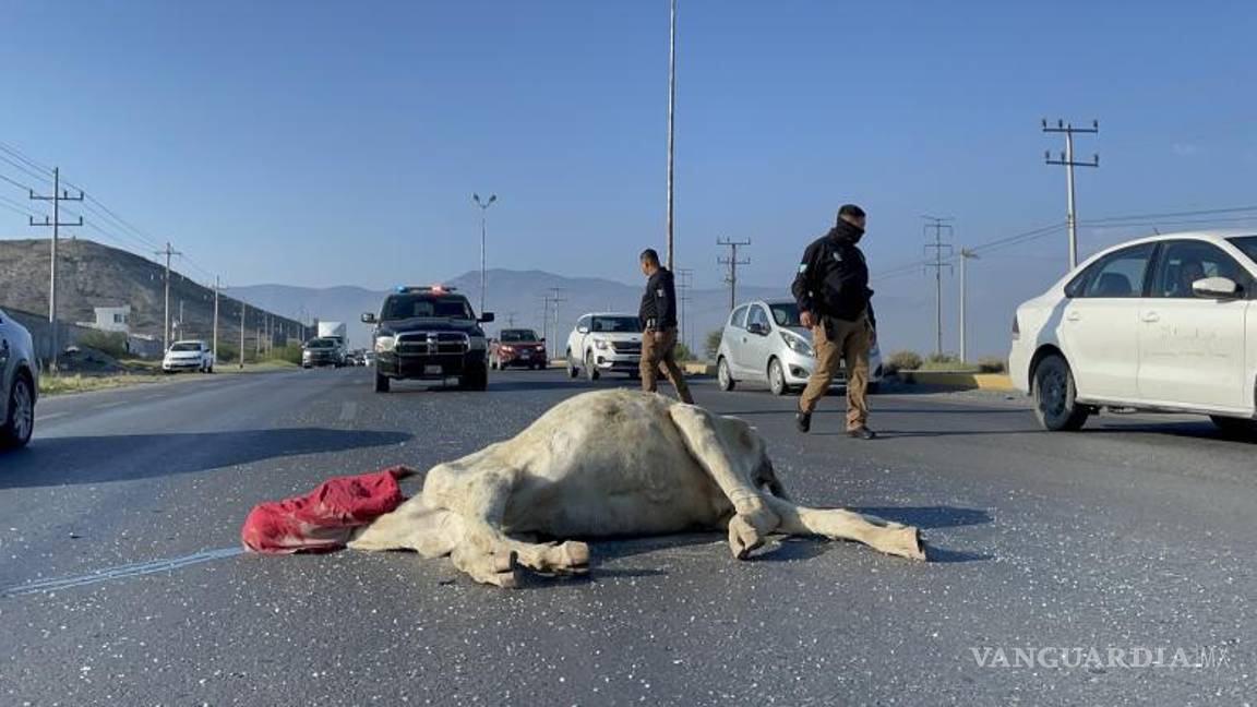 $!Su auto quedó completamente destrozado de enfrente y el animal sobre el carril central ya sin vida.