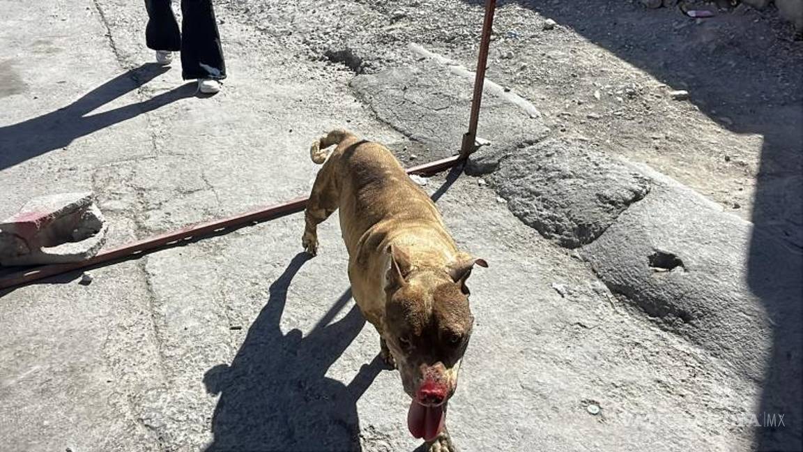 $!El perro presentó quemaduras en el hocico tras el flamazo provocado por la acumulación de gas en el interior de la vivienda.