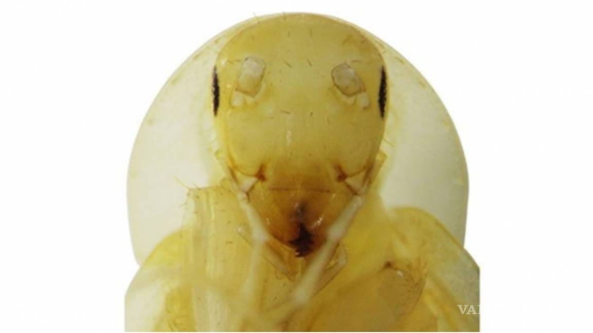 Encuentran una nueva especie de cucaracha, con 'aureola'