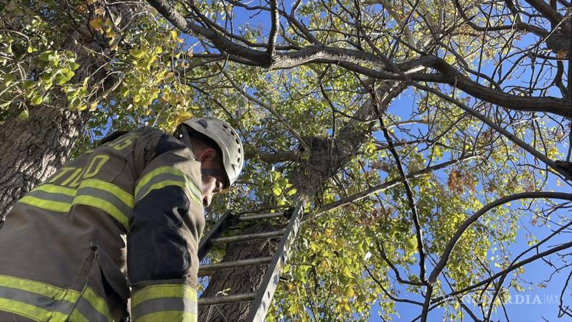 $!Uno de los rescatistas logró alcanzar al felino y descender con él sin que sufriera más lesiones.