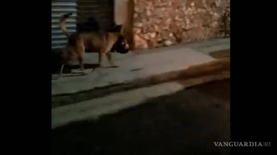 Zacatecas: impacta video de perro paseando con cabeza humana en el hocico