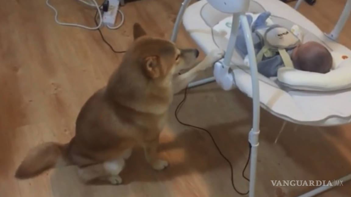 Video: Mascota mece la cuna de bebé recién nacido