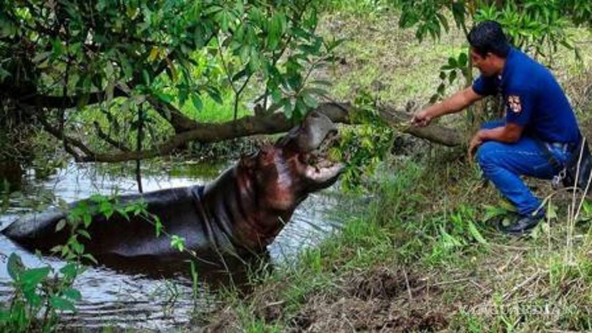 $!Hipopótamos de Pablo Escobar vivirán en la tierra de ‘El Chapo’