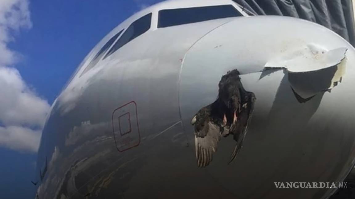 Colisiones de animales contra aviones causan daños millonarios al año