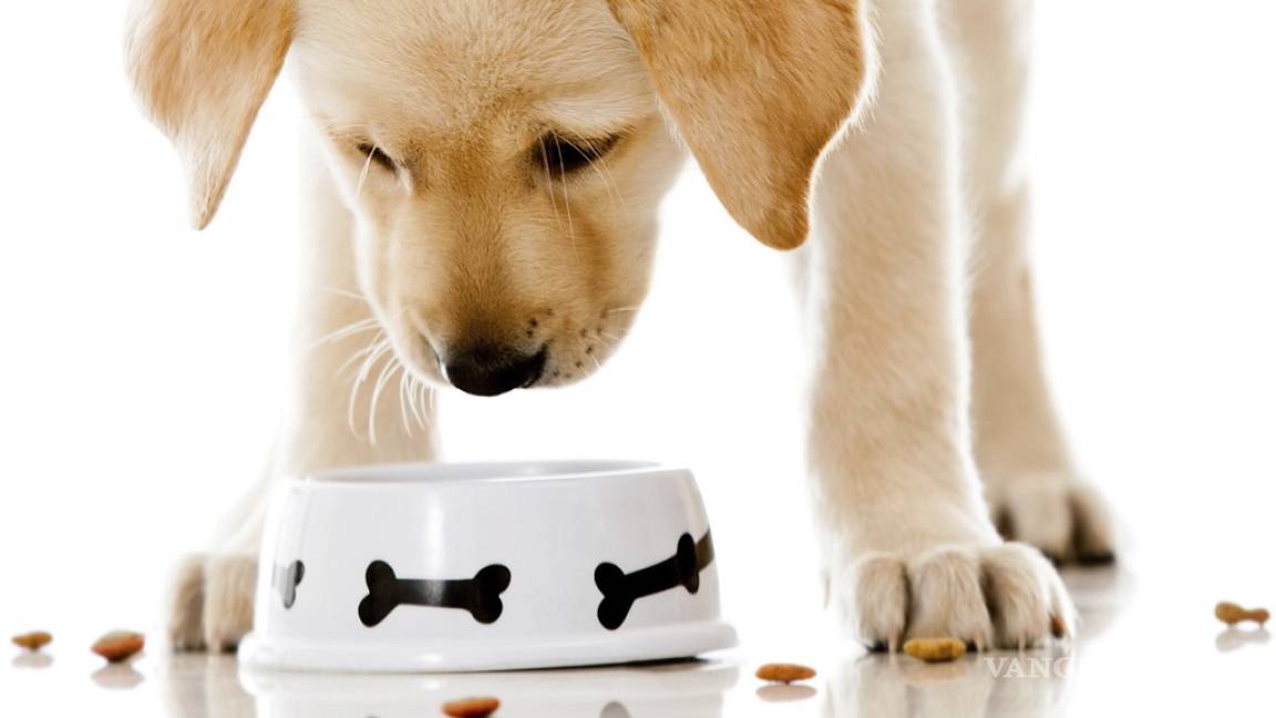 ¿Por qué le compras a tu mascota comida 'sin cereales'?