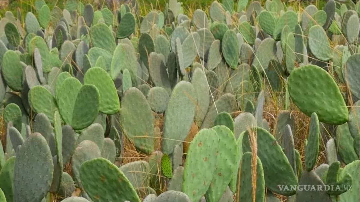 Capacitan a técnicos para elevar protección a cultivos de nopal