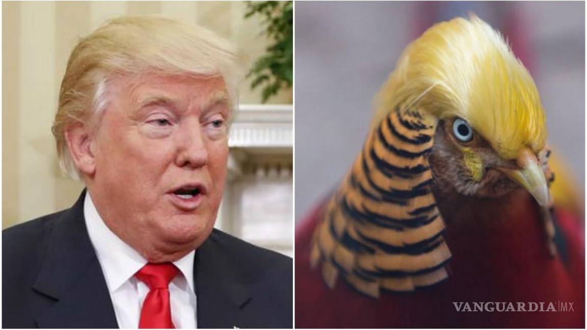 Descubren a pájaro que se peina como Donald Trump