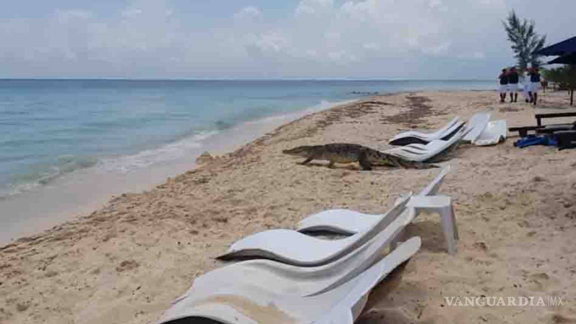 Cocodrilo se pasea por playas de Cozumel (VIDEO)